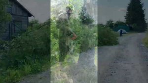 Моменты падения деревьев