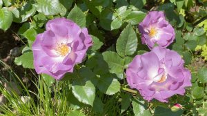 Июнь в Саду 21 и 25 июня 2023