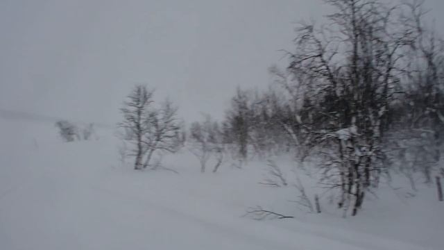 Белое безмолвие.  Куда исчезли белки. Метель.  Гром и молния.  Мурманск.