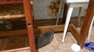 Ёжик обыкновенный настоящий