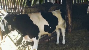 СЕКРЕТ ОТКОРМА БЫЧКОВ КАРТОШКОЙ. ЗА ГОД 500 КГ. Fattening calves with potatoes