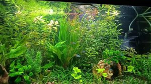 Большое переселение рыбок