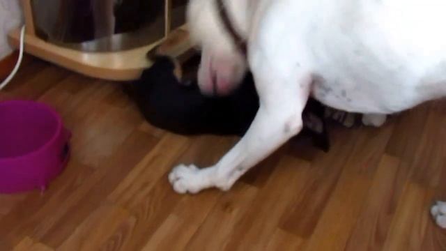 Питбуль против ягд-терьера смотреть онлайн