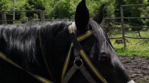 Конная прогулка в поселке Каменномостский, Республика Адыгея.