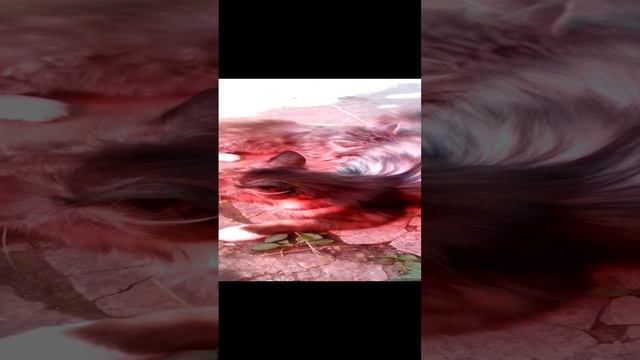 Дача. Лето. МузТВ. Пушистая дачная кошка с милым котенком.