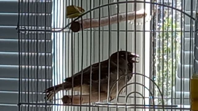 Воробей - соловей смотреть онлайн