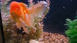 Оранда красная (Oranda red)