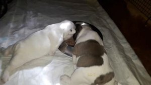 Французский бульдог, 3 недели и 3 дня