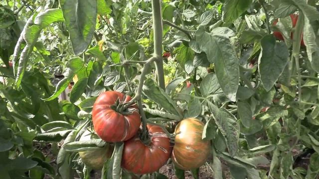 Томат Странная вещь девушки Girl girl’s weird thing (Королевский сад Ильи Королева) смотреть онлайн