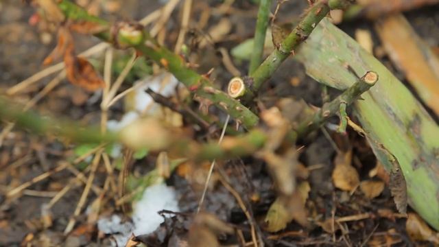 ДАЧНИКИ: ОБРЕЗКА РОЗ ВЕСНОЙ смотреть онлайн