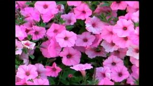 Proven Winners® Gardener Channel: Proven Winners® Supertunia® Vista Bubblegum Petunia