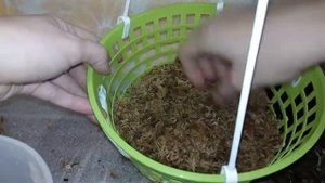 Пересадка стангопеи окулата