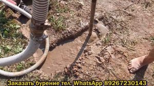 Абиссинская скважина.Две абиссинки рядом, но какие разные.