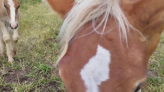 Лошади ходят в кайфовой далине смотреть онлайн