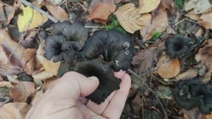 ЭТОТ СЪЕДОБНЫЙ ГРИБ ТОЛЬКО СУШИТЬ / Как выглядит гриб Лисичка Серая?