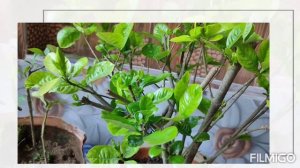 गंधराज की कलिया गिरने से बचाने का तरीका /how to stop gardenia bud drops/how to get more flowers