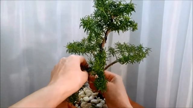 Rosmarínus  Bonsai   Розмарин. Весь процесс в коротком видео.