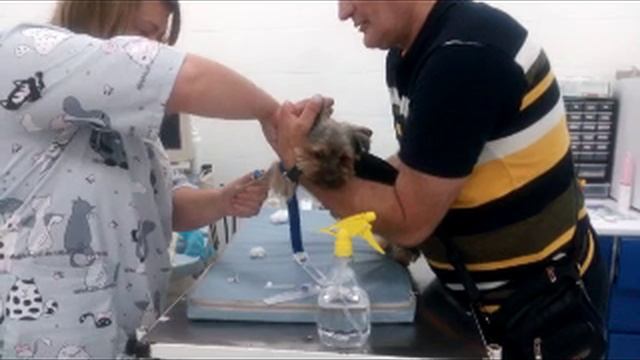 Ветклиника Долецких 27.06.2022 смотреть онлайн