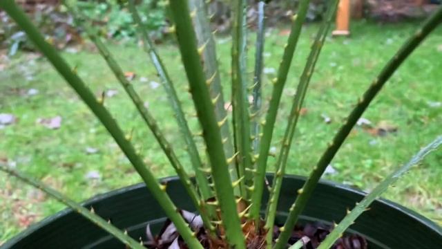 Chamaerops humilis is a Very Adaptable and Cold-Hardy Palm