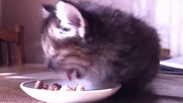 Котёнок Серафима кушает на столе смотреть онлайн