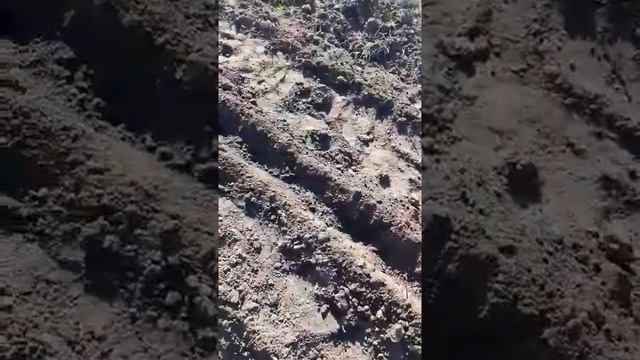 Посадка  шиповника, для  вырашивания роз.