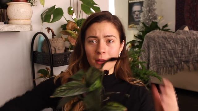 How to Care For Calathea Houseplants | Prayer Maranta Indoor Plant Care!