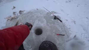 МОНСТР ИЗ ПОД КОРЯГИ НЕ ЛЕЗЕТ В ЛУНКУ!! Трофейный судак !! Первый лед на Оби. Рыбалка 2021-2022