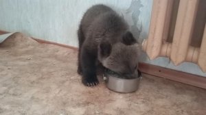 Медвежонок Потап.  Кушает кашу из миски.  Медведь. Дрессировка медведя.