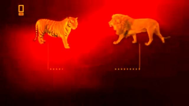 Самая крупная кошка в мире это Лигр. The largest cat in the world is a liger смотреть онлайн