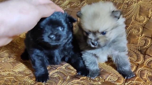 Наши щеночки делают первые шажочки! Шпицы. смотреть онлайн