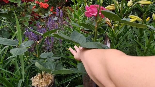 Как черенковать розы воздушной отводкой. 100% результат!!! смотреть онлайн