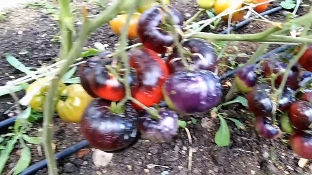 Томат Синий Том (Blue Tom). смотреть онлайн