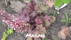 Окрас листьев в июле гейхера сорт Magma
