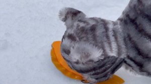 Mr Owl and His Phone (Episode 4), Simple Stories for Kids