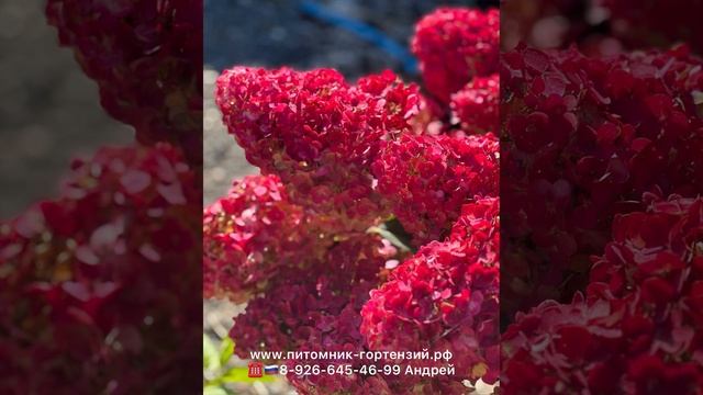 Коллекция гортензий из 150 сортов собранный со всего мира, ??☎️8-926-645-46-99