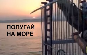 Попугай на Японском море. Поездка с попугаем кореллой на море в автомобиле. Купание в клетке