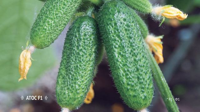 Ультраранний и суперурожайный огурец - атос f1! смотреть онлайн