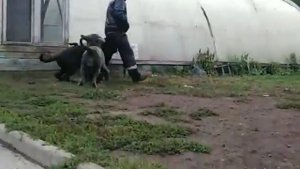 Мастино Наполитано. Неаполитанский мастиф.