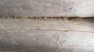 Самодельная шпатлёвка по дереву через 2 года.