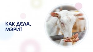 День из жизни козочки Мэри на Kabrita-ферме