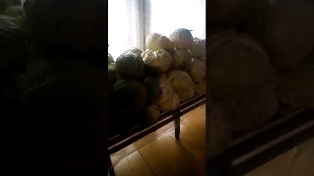 Урожай капусты. Вес 12кг. смотреть онлайн