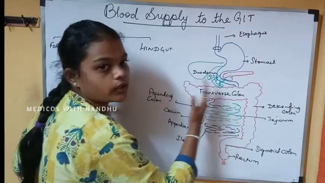 BLOOD SUPPLY TO GIT : FOREGUT|MIDGUT|HINDGUT смотреть онлайн