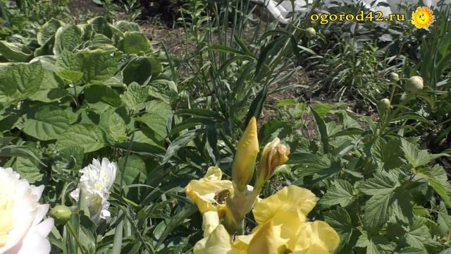 Зачем иметь диковинки в саду? смотреть онлайн