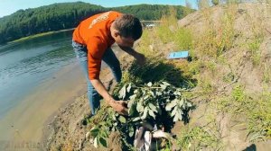 В поисках Cибирского сазана.  Эпизод 2.  Подводная охота на Красноярском водохранилище 2017.