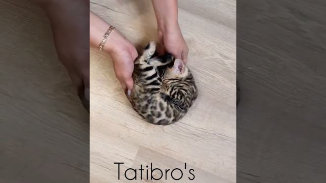 Счастье в лодошках 🥰 #бенгал_зарина котёнок на руках, ручной бенгал