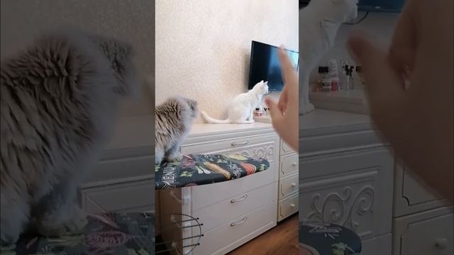 Котик из приюта и Домашний кот-ОТЛИЧИЯ