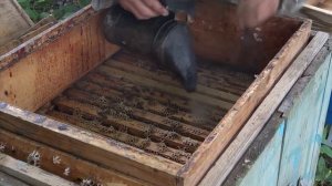 Пчеловодство Кахоцкий И.Е