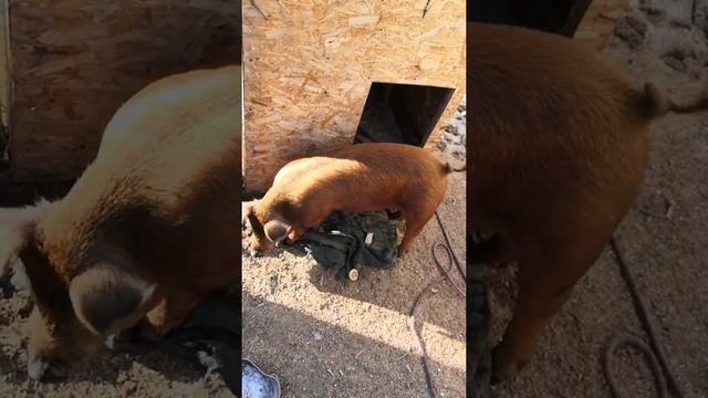Собаку выгнали из будки