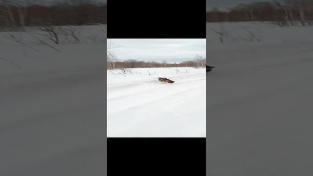 Хаски Умка