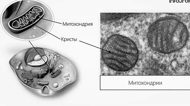 Строение клетки! смотреть онлайн